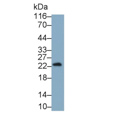 Interferon Gamma (IFNg) Guinea Pig Monoclonal Antibody