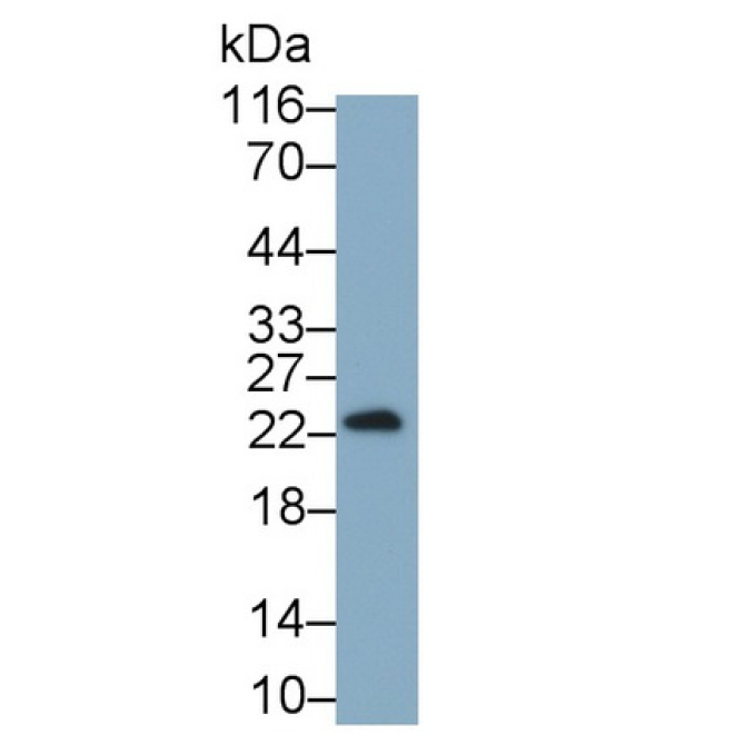 Interferon Gamma (IFNg) Guinea Pig Monoclonal Antibody