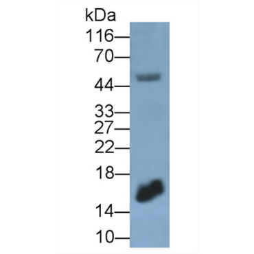 Interferon Gamma (IFNg) Mouse Monoclonal Antibody