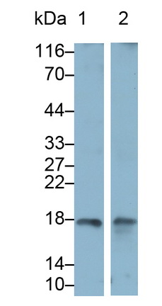 Interferon Gamma (IFNg) Ovis aries; Ovine (Sheep) Monoclonal Antibody