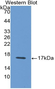 Interferon Gamma (IFNg) Rat Monoclonal Antibody