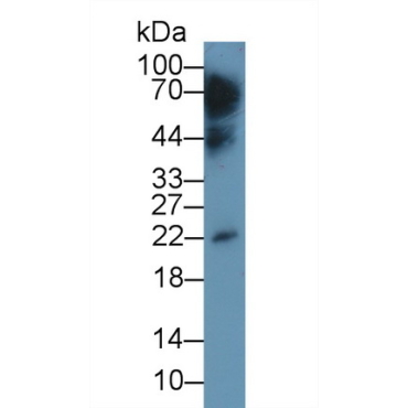 Interleukin 10 (IL10) Bovine (Cattle) Monoclonal Antibody