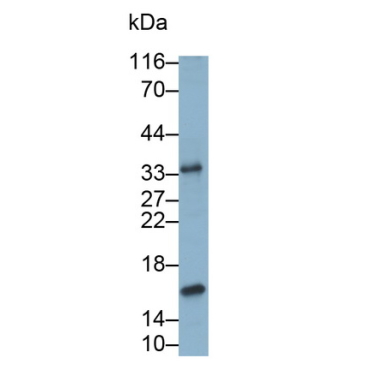 Interleukin 10 (IL10) Canis familiaris; Canine (Dog) Monoclonal Antibody