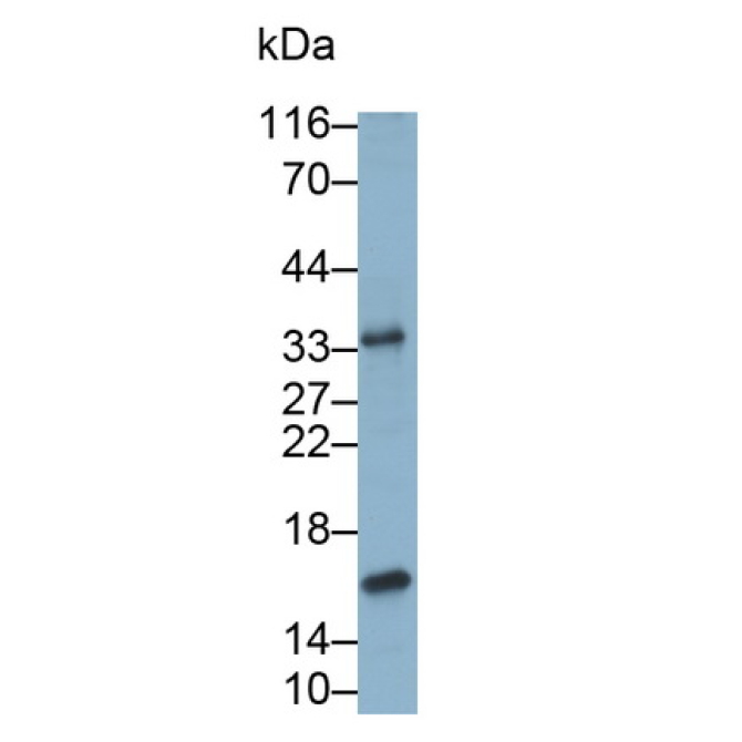 Interleukin 10 (IL10) Canis familiaris; Canine (Dog) Monoclonal Antibody