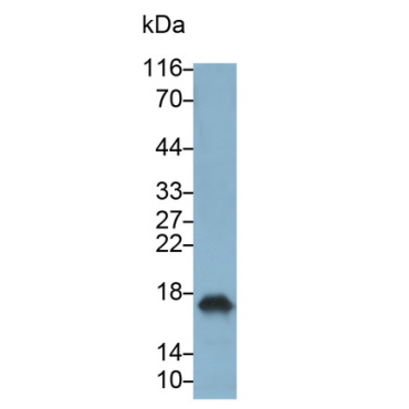 Interleukin 10 (IL10) Canis familiaris; Canine (Dog) Monoclonal Antibody