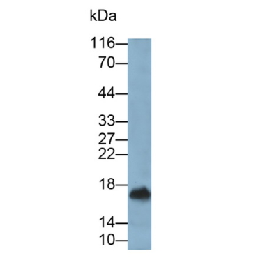 Interleukin 10 (IL10) Canis familiaris; Canine (Dog) Monoclonal Antibody