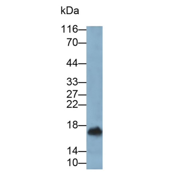 Interleukin 10 (IL10) Canis familiaris; Canine (Dog) Monoclonal Antibody