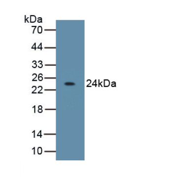 Interleukin 10 (IL10) Mouse Monoclonal Antibody