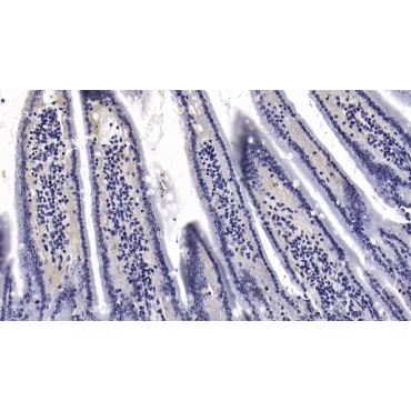 Interleukin 10 (IL10) Mouse Monoclonal Antibody
