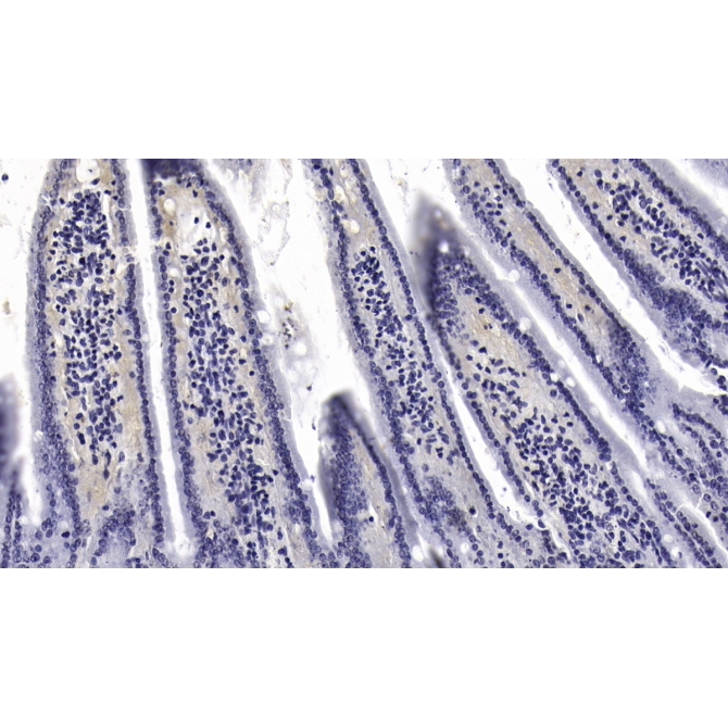 Interleukin 10 (IL10) Mouse Monoclonal Antibody