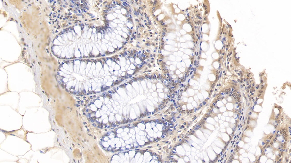 Interleukin 10 (IL10) Pig Monoclonal Antibody