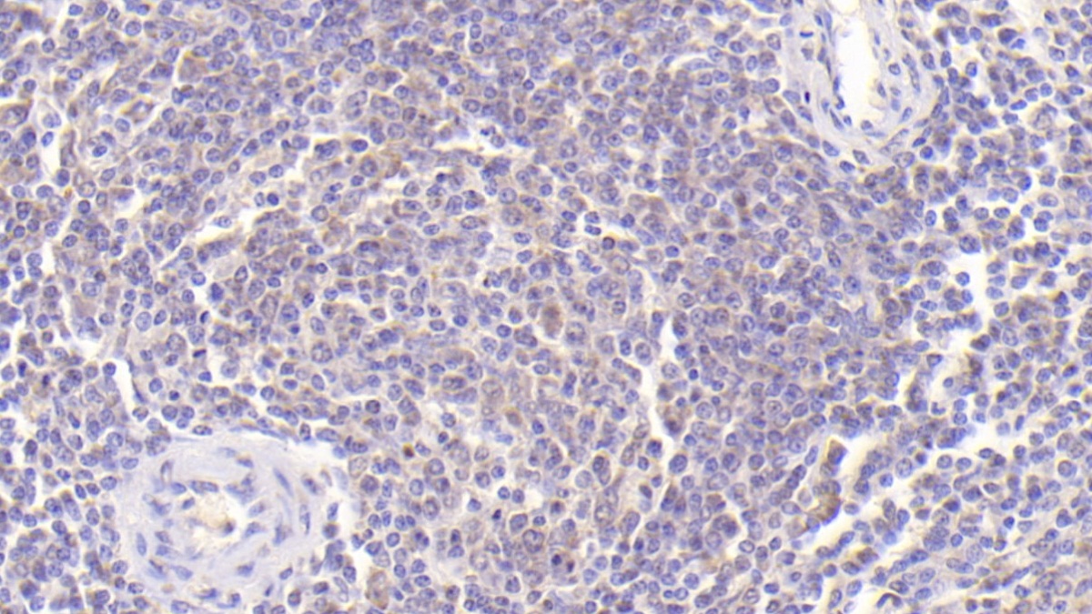 Interleukin 10 (IL10) Pig Monoclonal Antibody