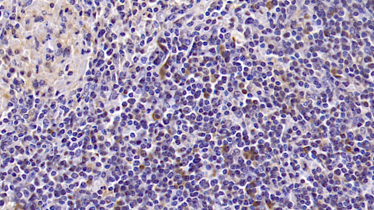 Interleukin 10 (IL10) Pig Monoclonal Antibody