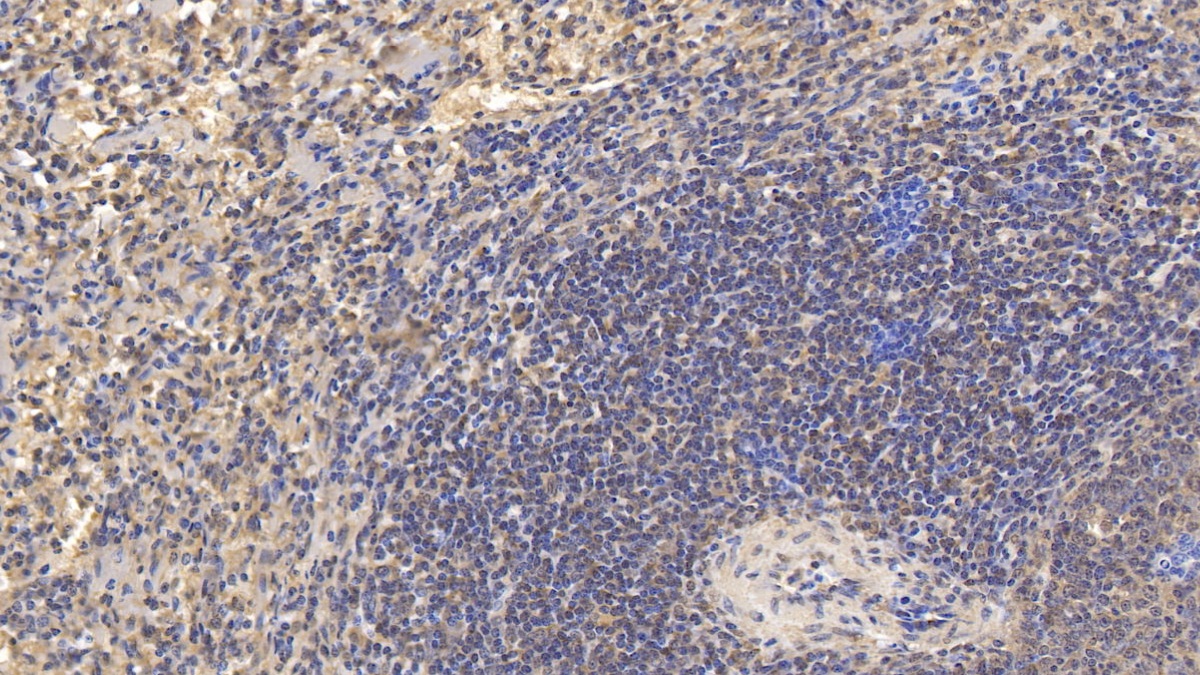 Interleukin 10 (IL10) Pig Monoclonal Antibody
