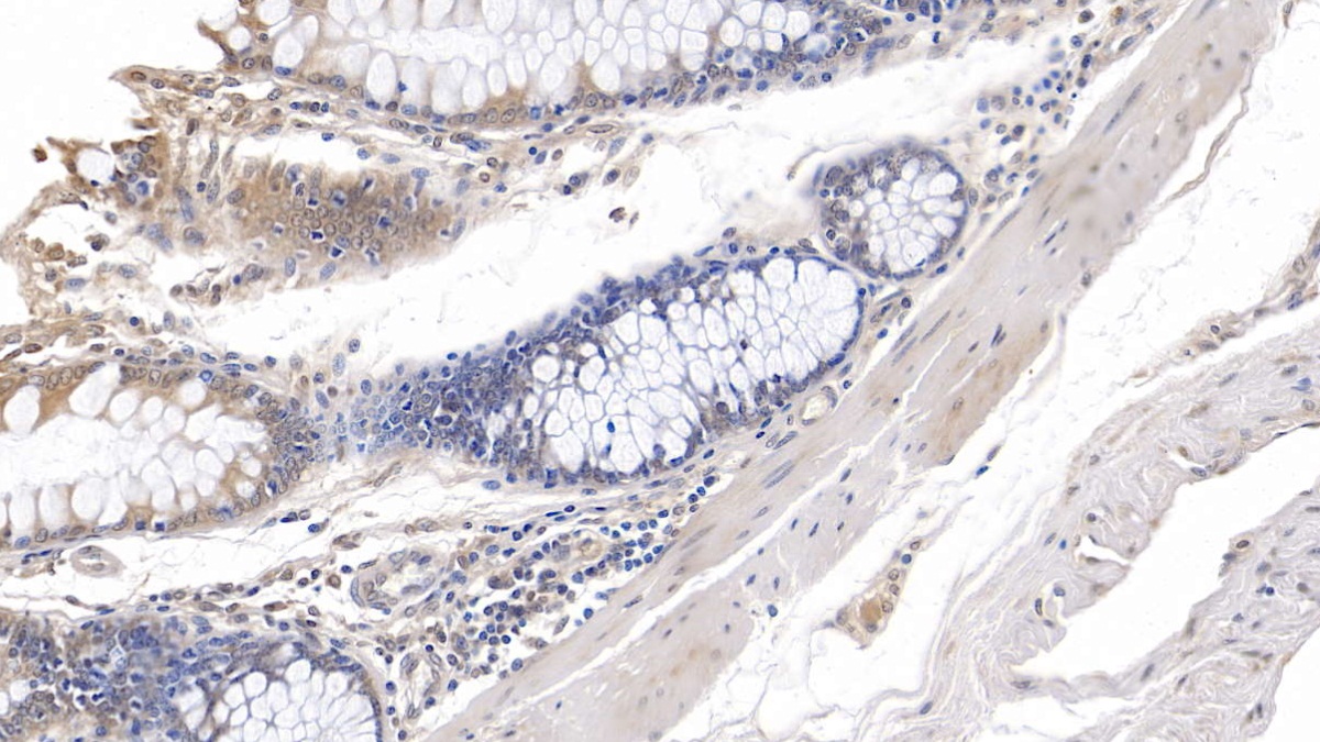 Interleukin 10 (IL10) Pig Monoclonal Antibody