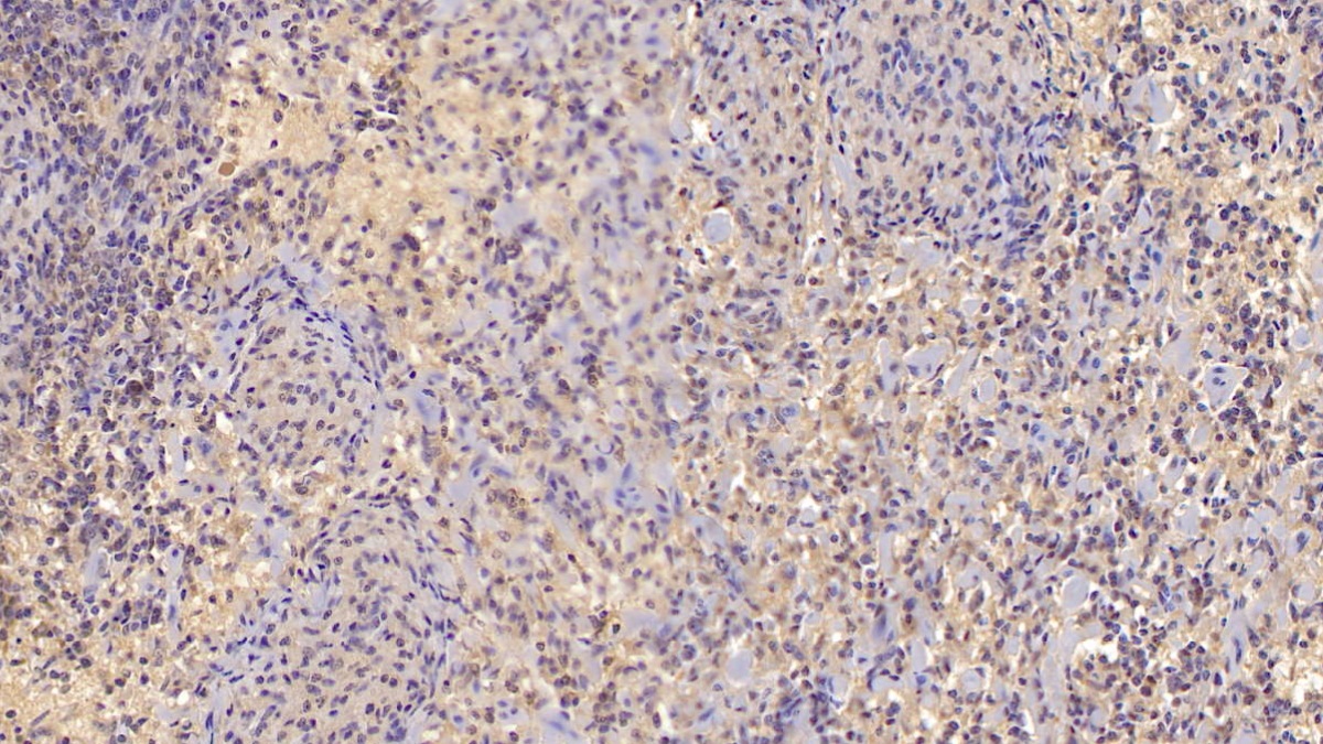 Interleukin 10 (IL10) Pig Monoclonal Antibody