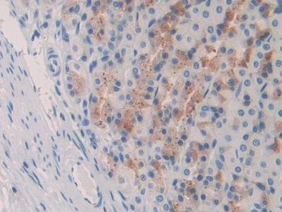 Interleukin 10 (IL10) Rat Monoclonal Antibody