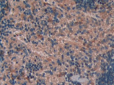 Interleukin 10 (IL10) Rat Monoclonal Antibody