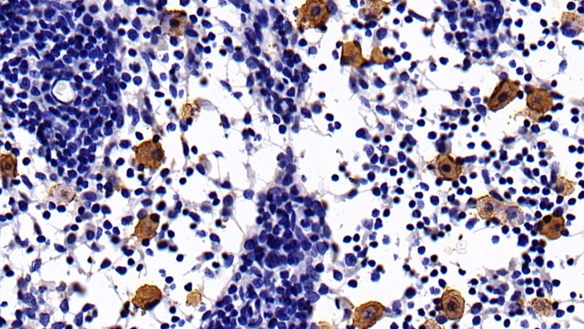 Interleukin 10 (IL10) Rat Monoclonal Antibody
