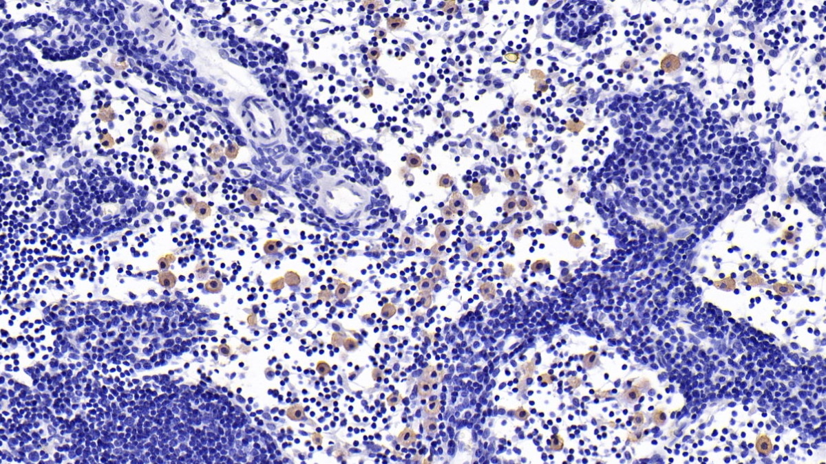 Interleukin 10 (IL10) Rat Monoclonal Antibody