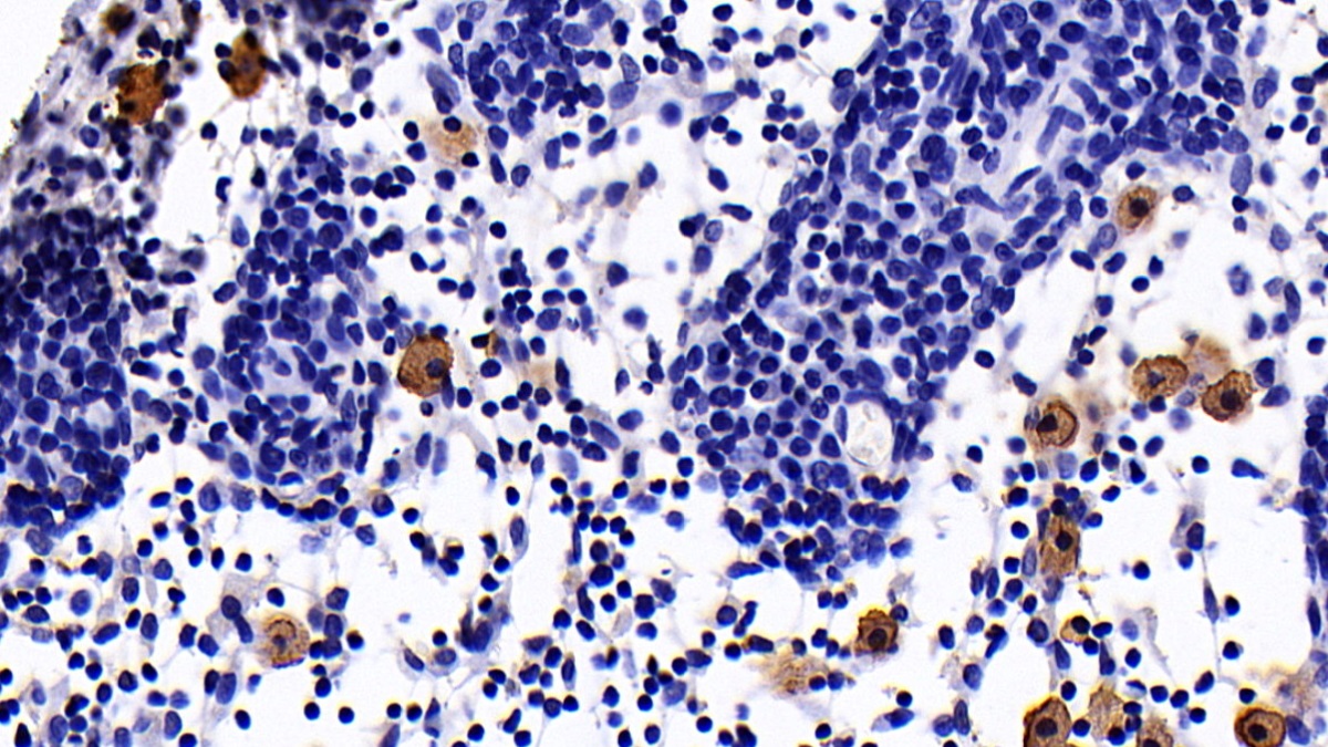 Interleukin 10 (IL10) Rat Monoclonal Antibody