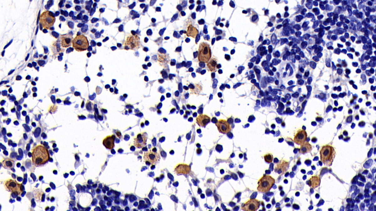 Interleukin 10 (IL10) Rat Monoclonal Antibody