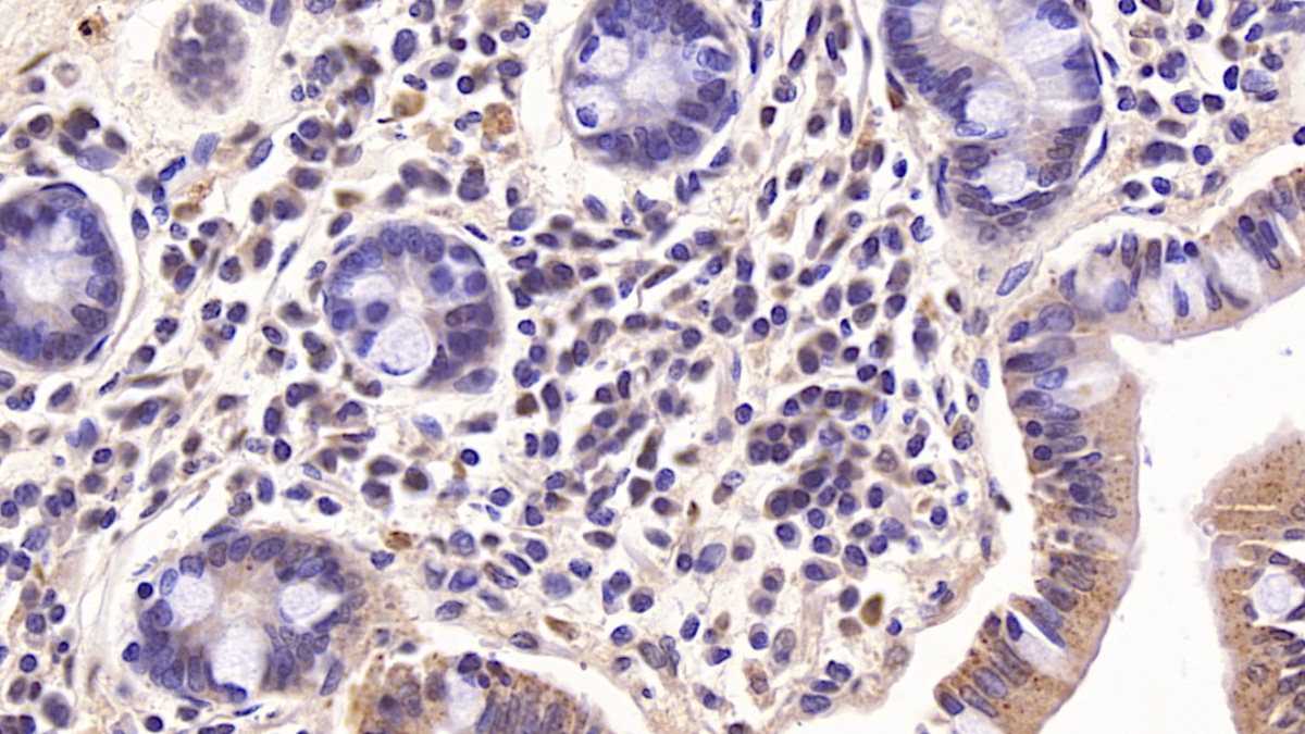 Interleukin 10 (IL10) Rabbit Monoclonal Antibody