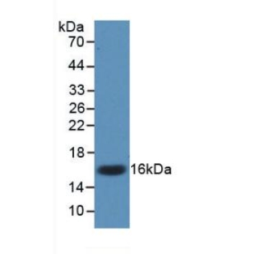 Interleukin 17 (IL17) Mouse Monoclonal Antibody