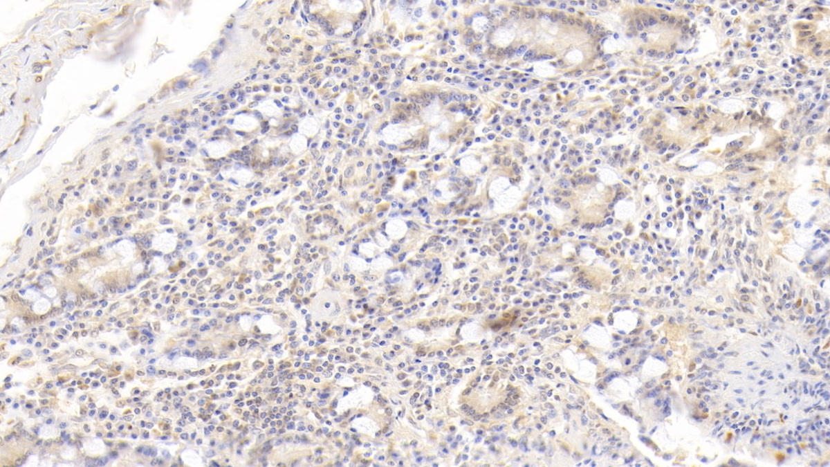 Interleukin 17 (IL17) Pig Monoclonal Antibody