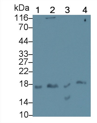 Interleukin 17 (IL17) Rat Monoclonal Antibody