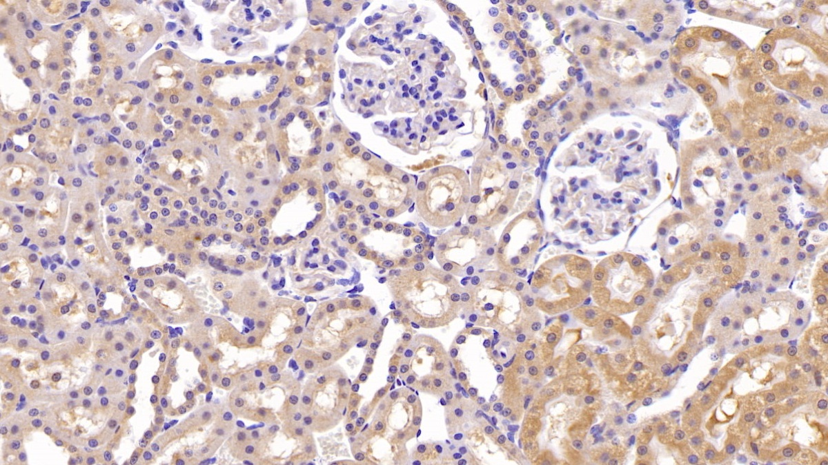 Interleukin 18 (IL18) Rat Monoclonal Antibody