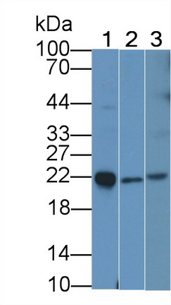 Interleukin 18 (IL18) Rabbit Monoclonal Antibody