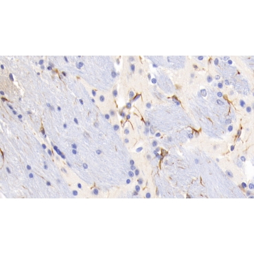 Glial Fibrillary Acidic Protein (GFAP) Mouse Monoclonal Antibody