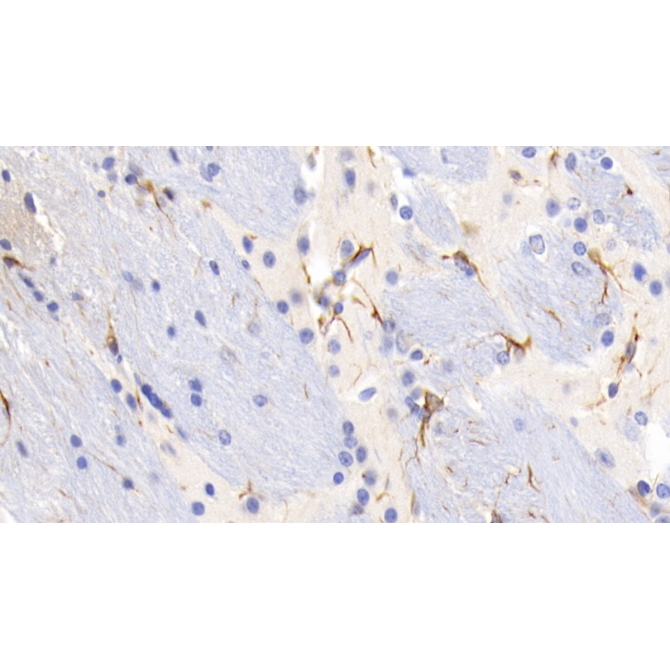 Glial Fibrillary Acidic Protein (GFAP) Mouse Monoclonal Antibody