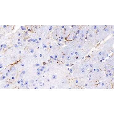 Glial Fibrillary Acidic Protein (GFAP) Mouse Monoclonal Antibody