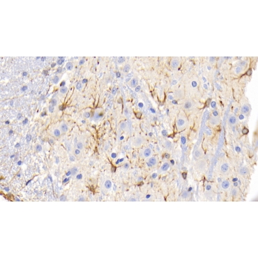 Glial Fibrillary Acidic Protein (GFAP) Mouse Monoclonal Antibody