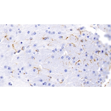 Glial Fibrillary Acidic Protein (GFAP) Mouse Monoclonal Antibody