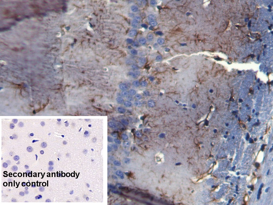 Glial Fibrillary Acidic Protein (GFAP) Rat Monoclonal Antibody