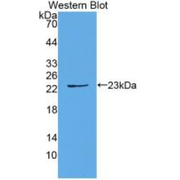 Interleukin 1 Alpha (IL1a) Equus caballus, Equine (Horse) Monoclonal Antibody