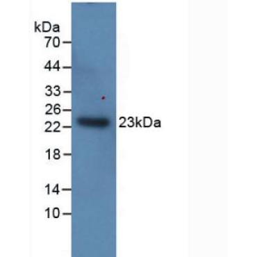 Interleukin 1 Alpha (IL1a) Equus caballus, Equine (Horse) Monoclonal Antibody