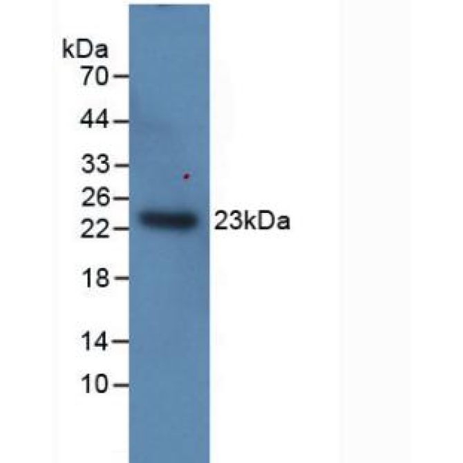 Interleukin 1 Alpha (IL1a) Equus caballus, Equine (Horse) Monoclonal Antibody