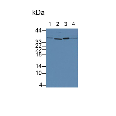 Interleukin 1 Alpha (IL1a) Equus caballus, Equine (Horse) Monoclonal Antibody