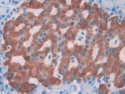 Interleukin 1 Alpha (IL1a) Rat Monoclonal Antibody