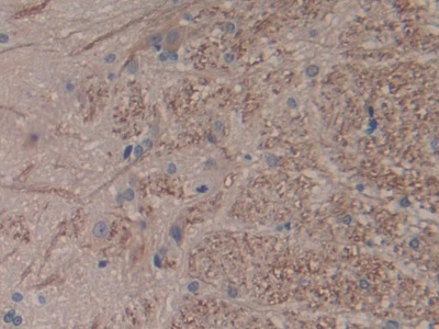 Interleukin 1 Alpha (IL1a) Rat Monoclonal Antibody