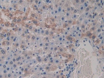 Interleukin 1 Alpha (IL1a) Rat Monoclonal Antibody