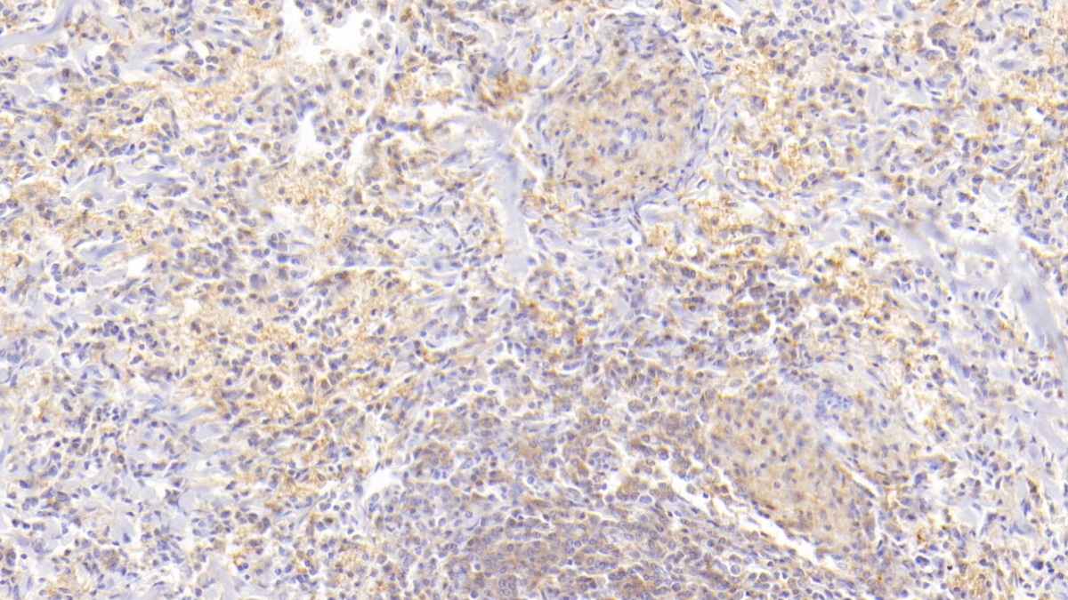 Interleukin 2 (IL2) Pig Monoclonal Antibody