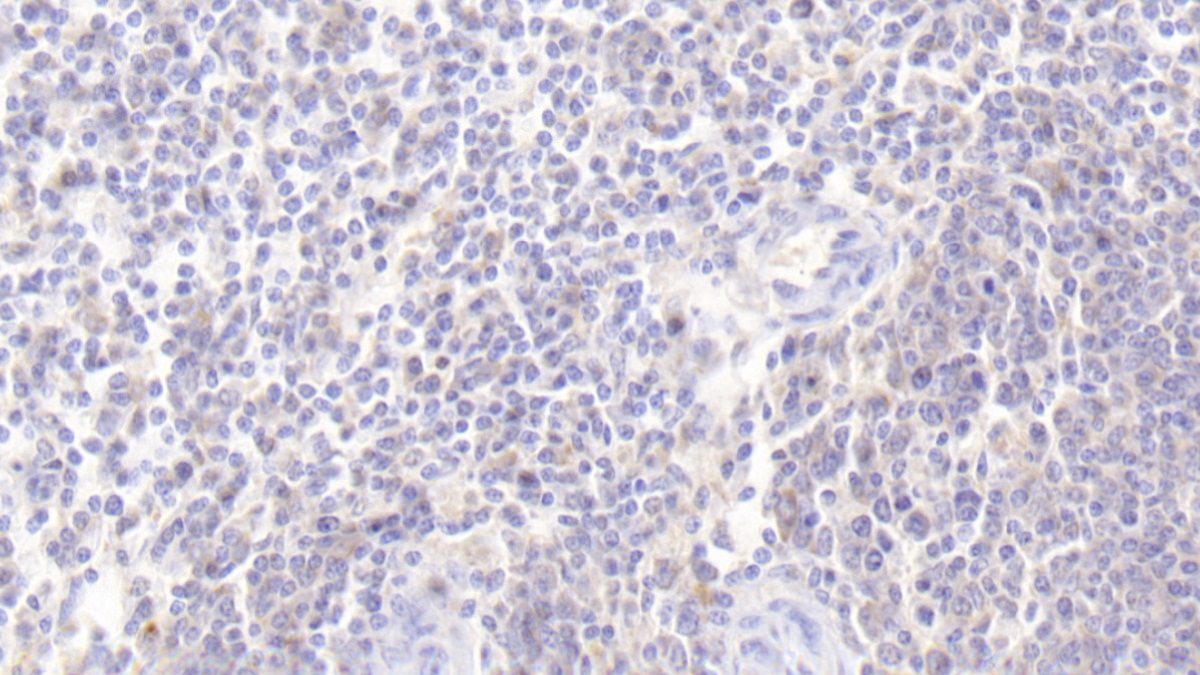 Interleukin 2 (IL2) Pig Monoclonal Antibody
