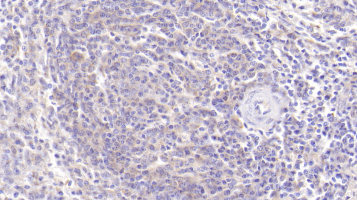 Interleukin 2 (IL2) Pig Monoclonal Antibody