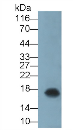Interleukin 2 (IL2) Pig Monoclonal Antibody