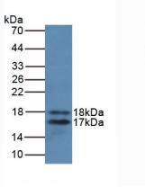 Interleukin 2 (IL2) Rat Monoclonal Antibody